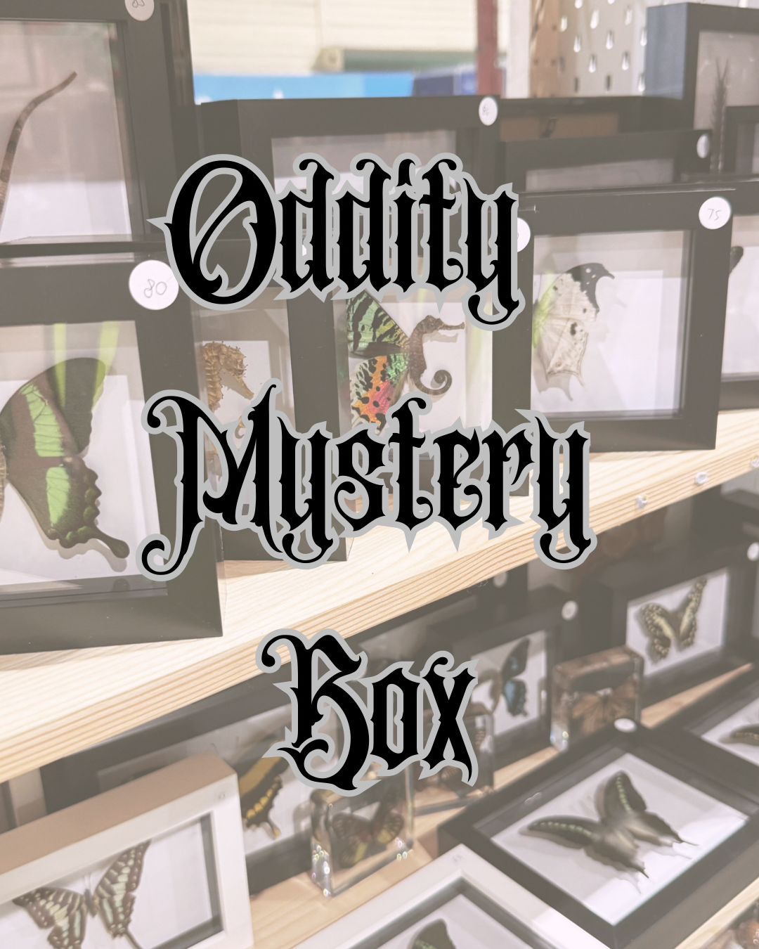 Oddity Mystery Box - Pumpkin Cat Collectables