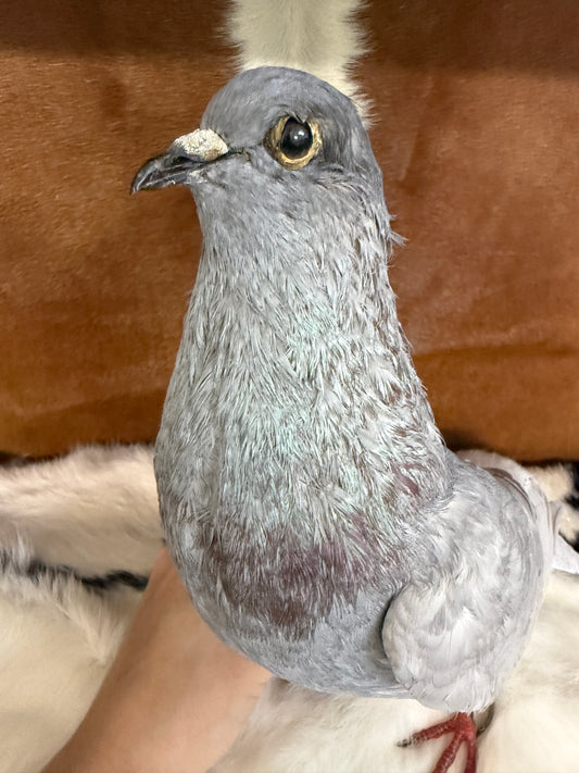 Taxidermy Pigeon 'Wendy' - Pumpkin Cat Collectables