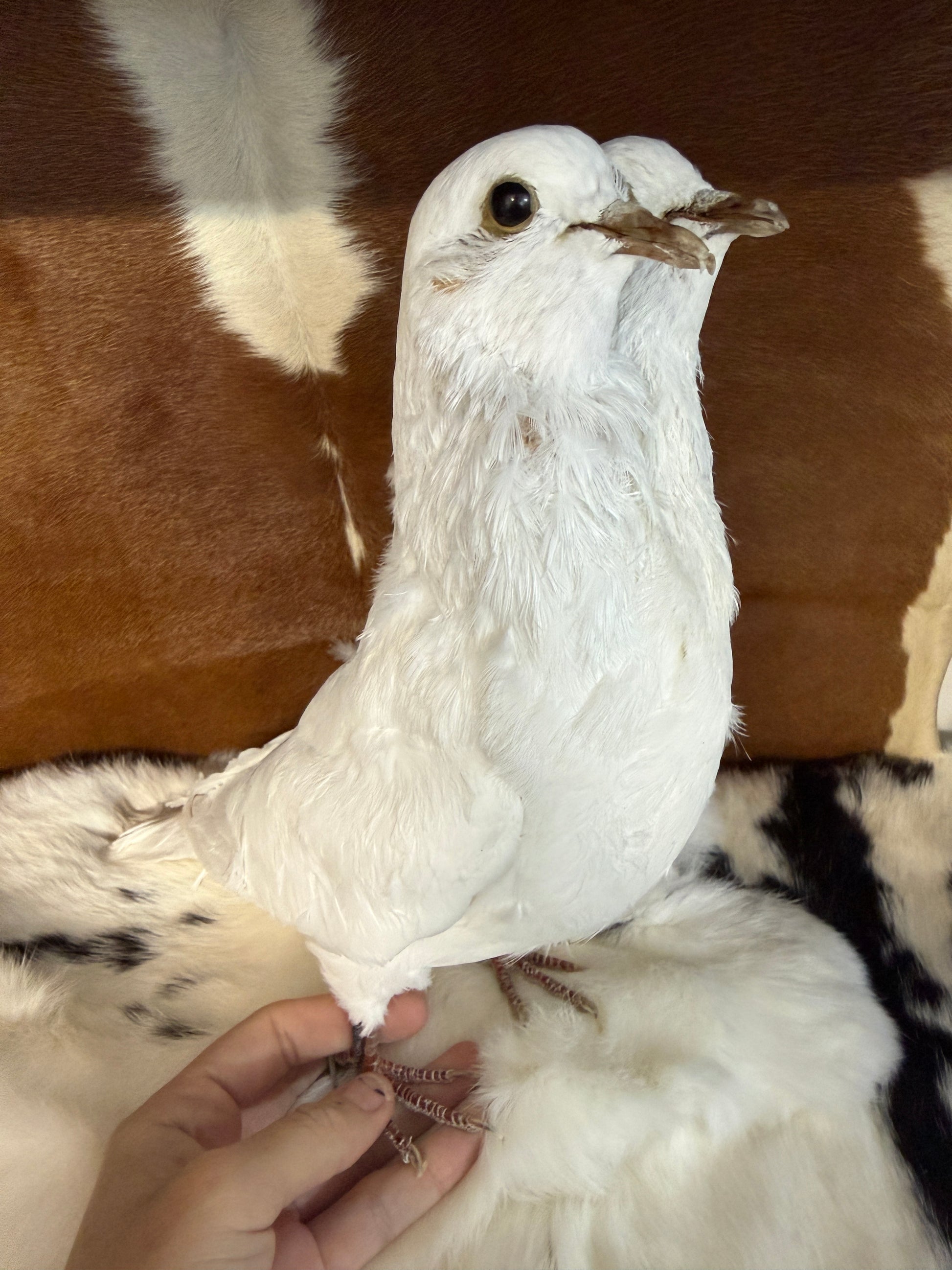 Two Headed Taxidermy Pigeon 'Shmoo & Shmee' - Pumpkin Cat Collectables