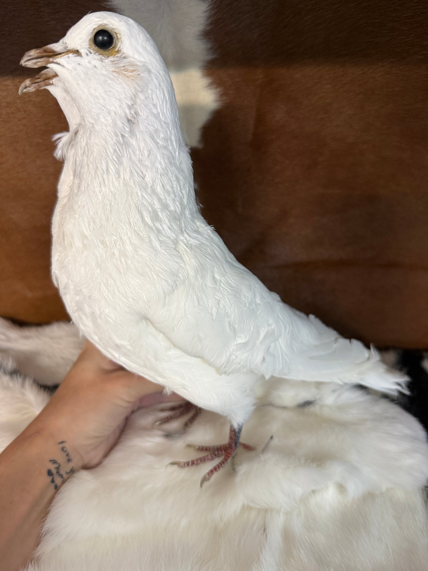 Two Headed Taxidermy Pigeon 'Shmoo & Shmee' - Pumpkin Cat Collectables