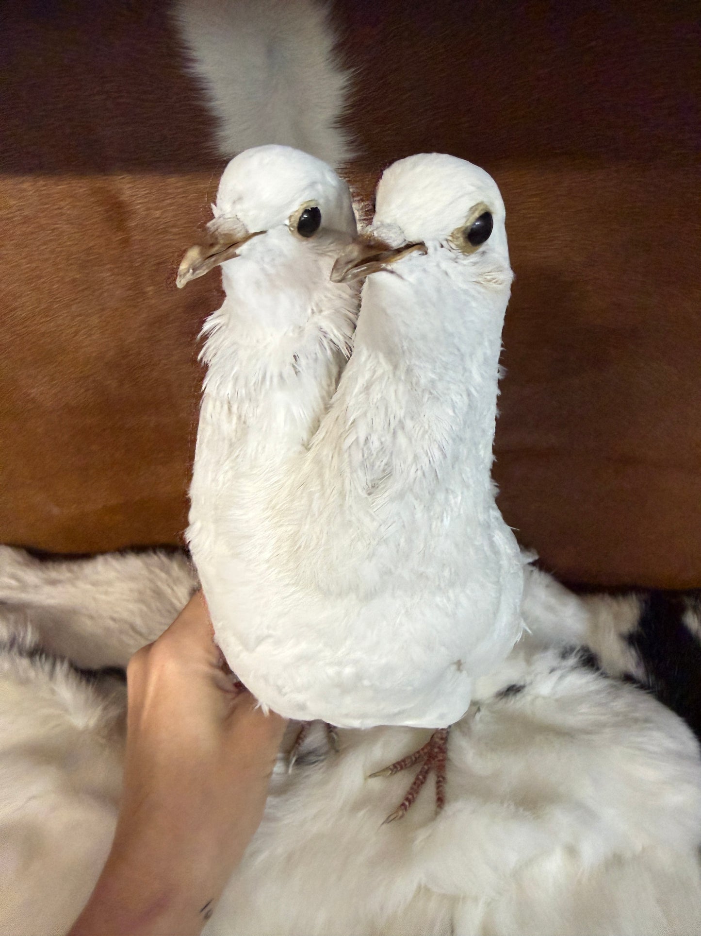 Two Headed Taxidermy Pigeon 'Shmoo & Shmee' - Pumpkin Cat Collectables