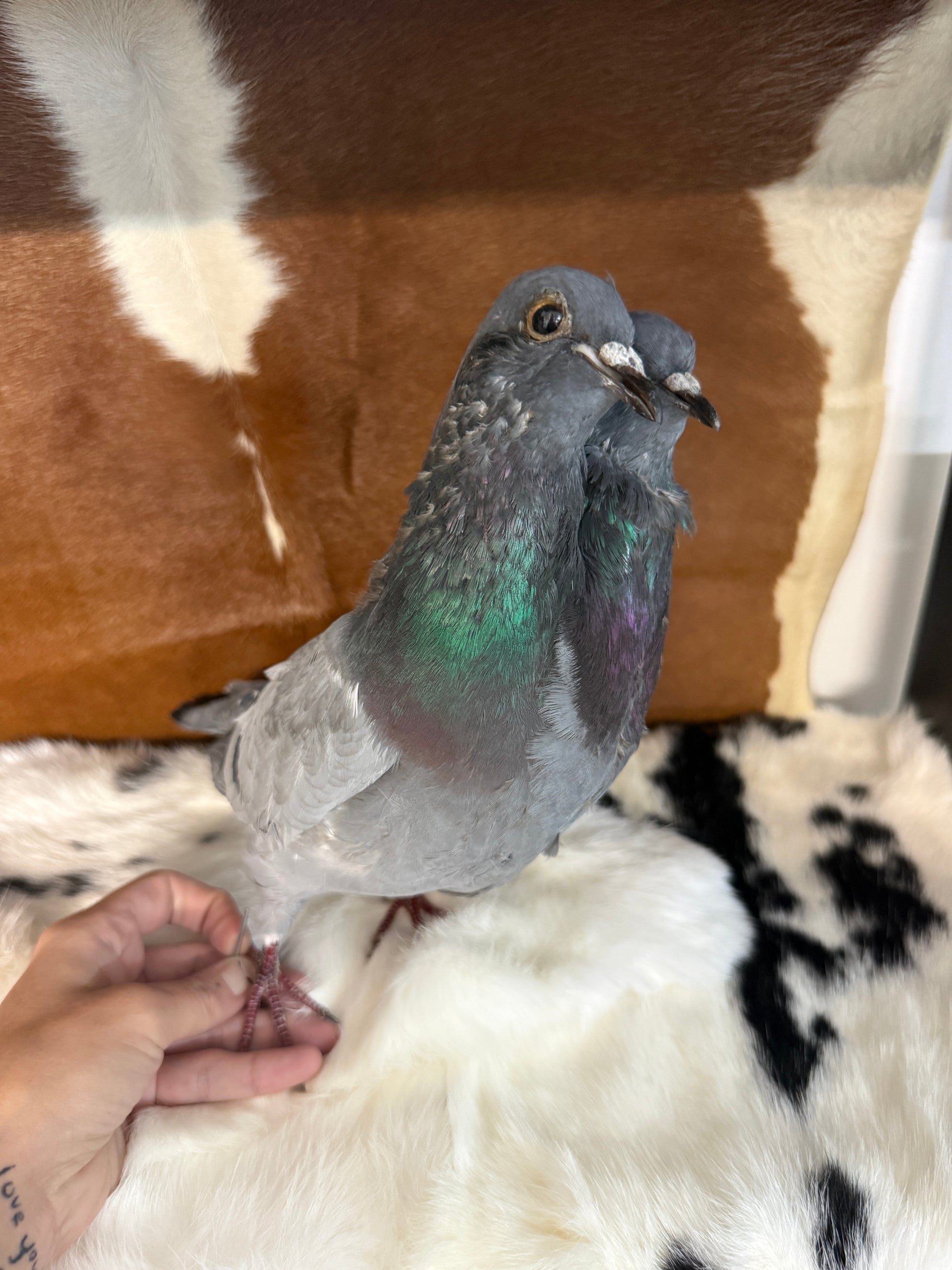 Two Headed Taxidermy Pigeon 'Blemble & Plemble' - Pumpkin Cat Collectables