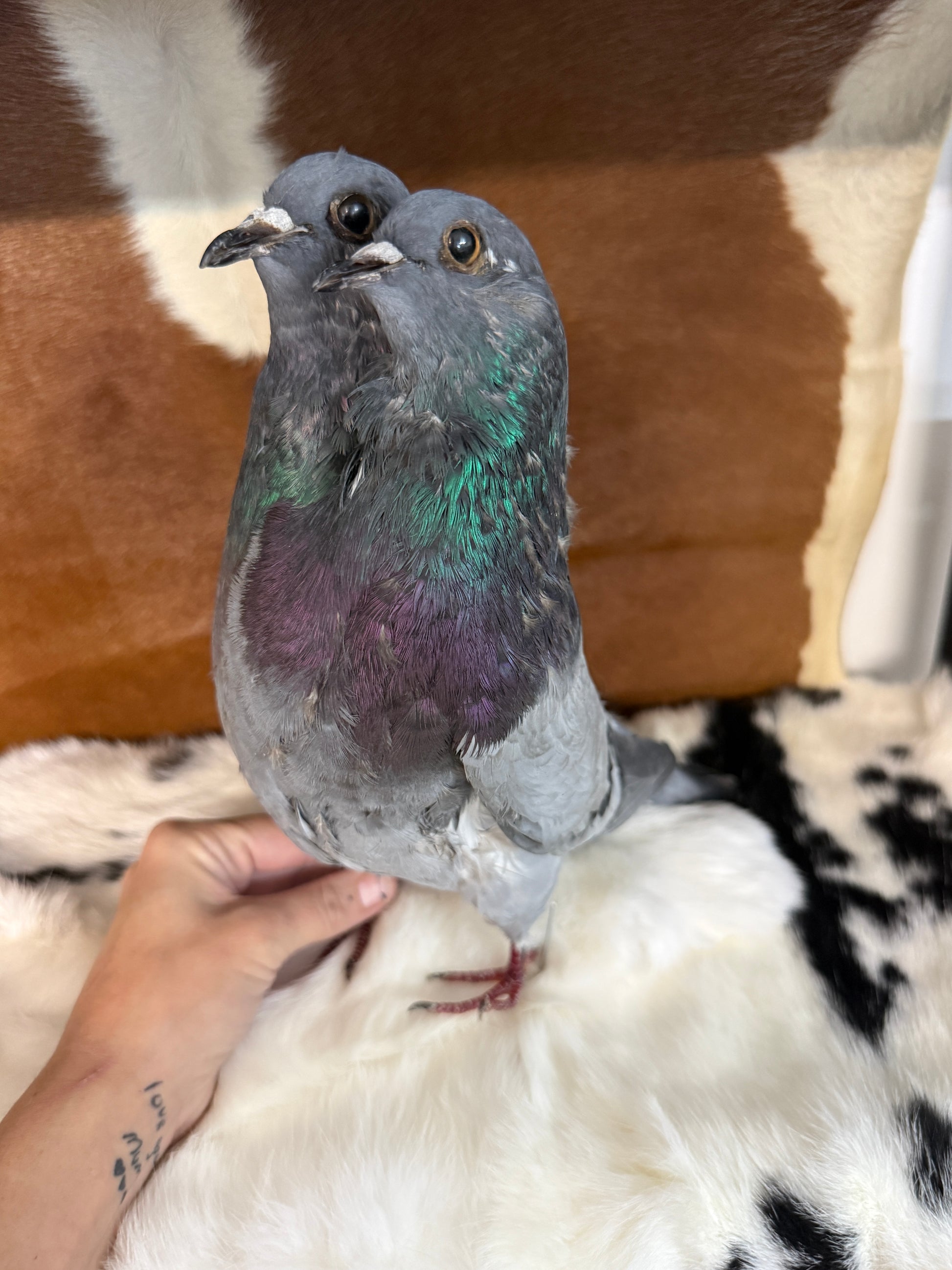 Two Headed Taxidermy Pigeon 'Blemble & Plemble' - Pumpkin Cat Collectables