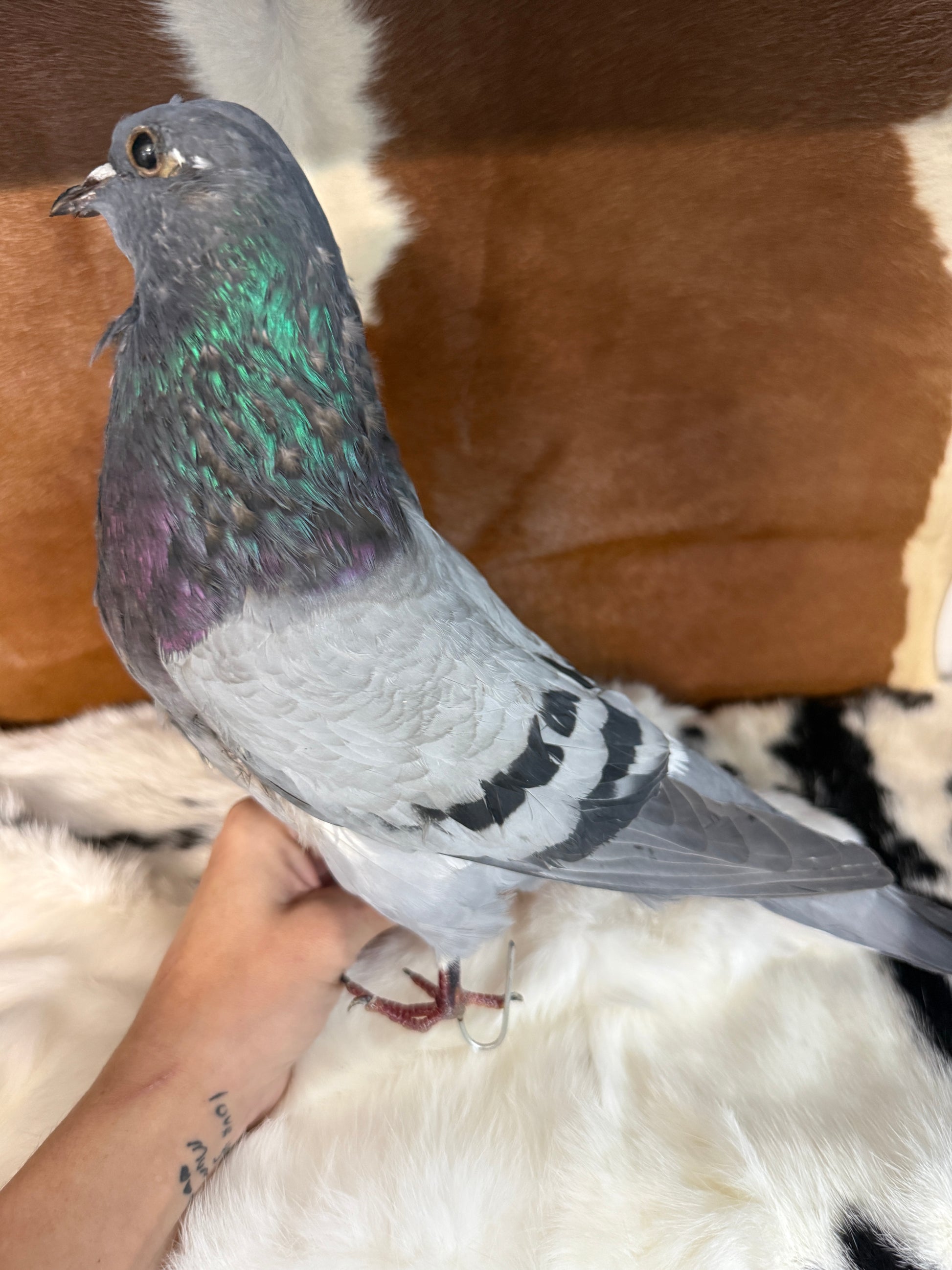 Two Headed Taxidermy Pigeon 'Blemble & Plemble' - Pumpkin Cat Collectables