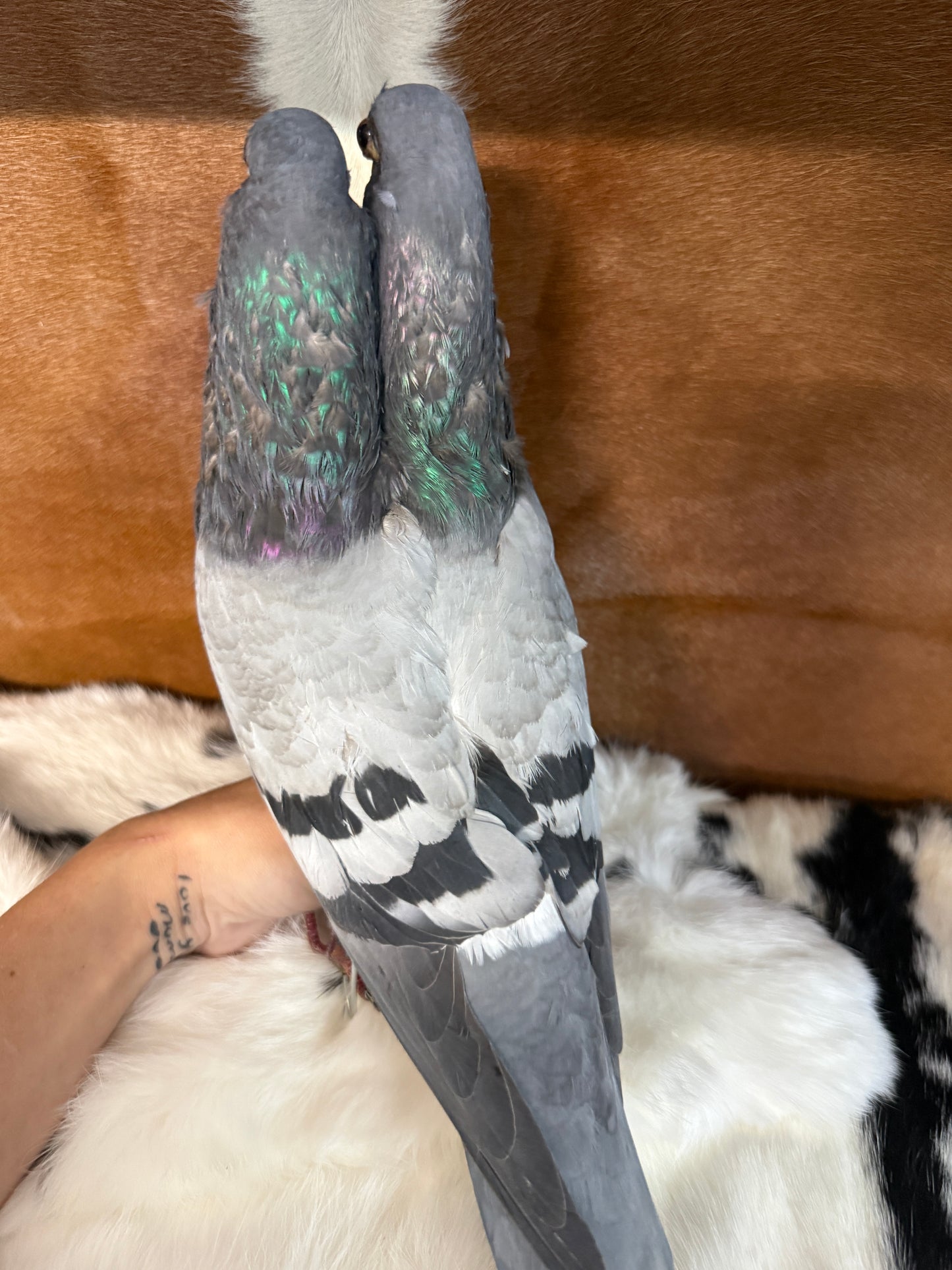 Two Headed Taxidermy Pigeon 'Blemble & Plemble' - Pumpkin Cat Collectables
