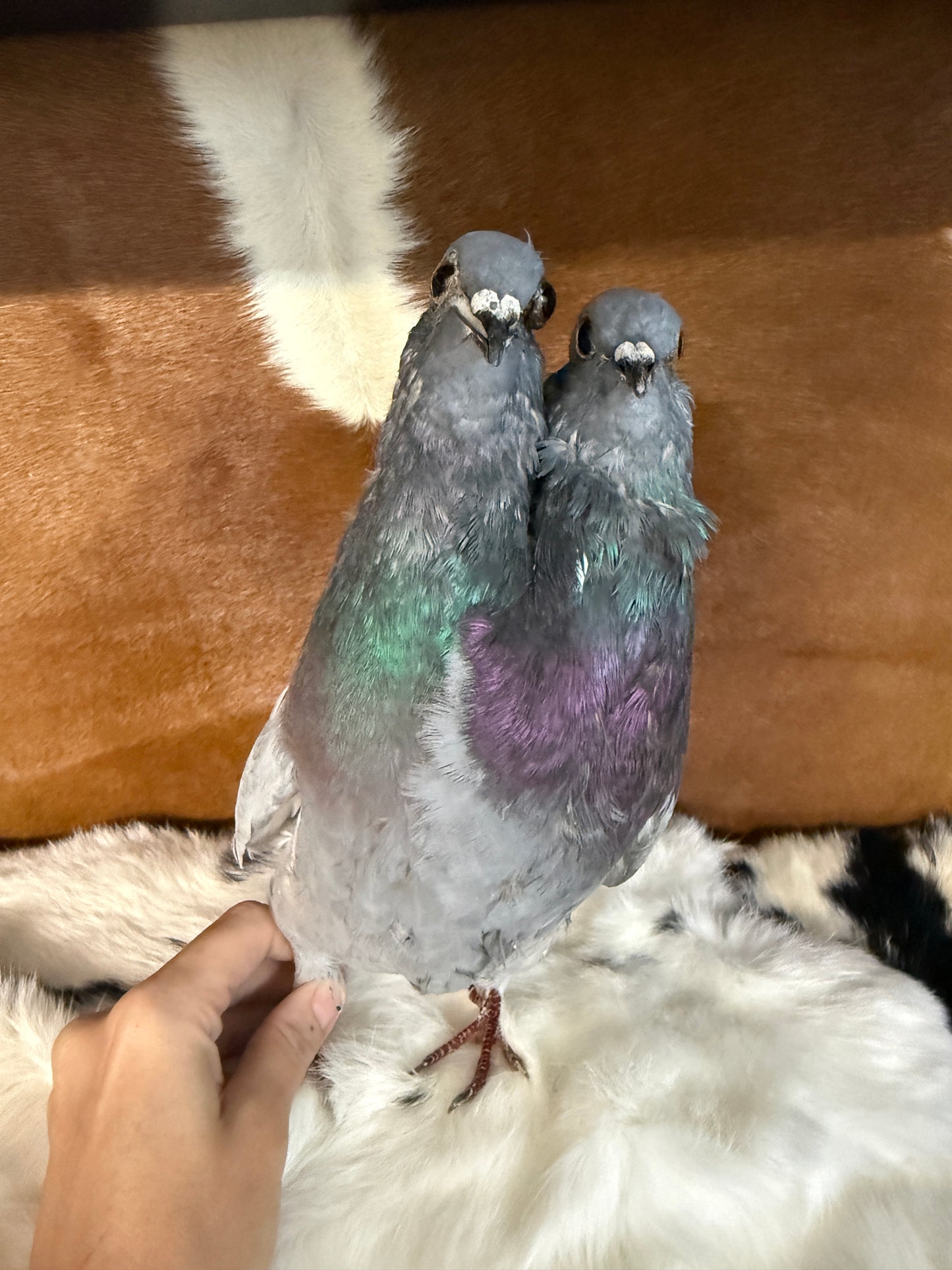 Two Headed Taxidermy Pigeon 'Blemble & Plemble' - Pumpkin Cat Collectables
