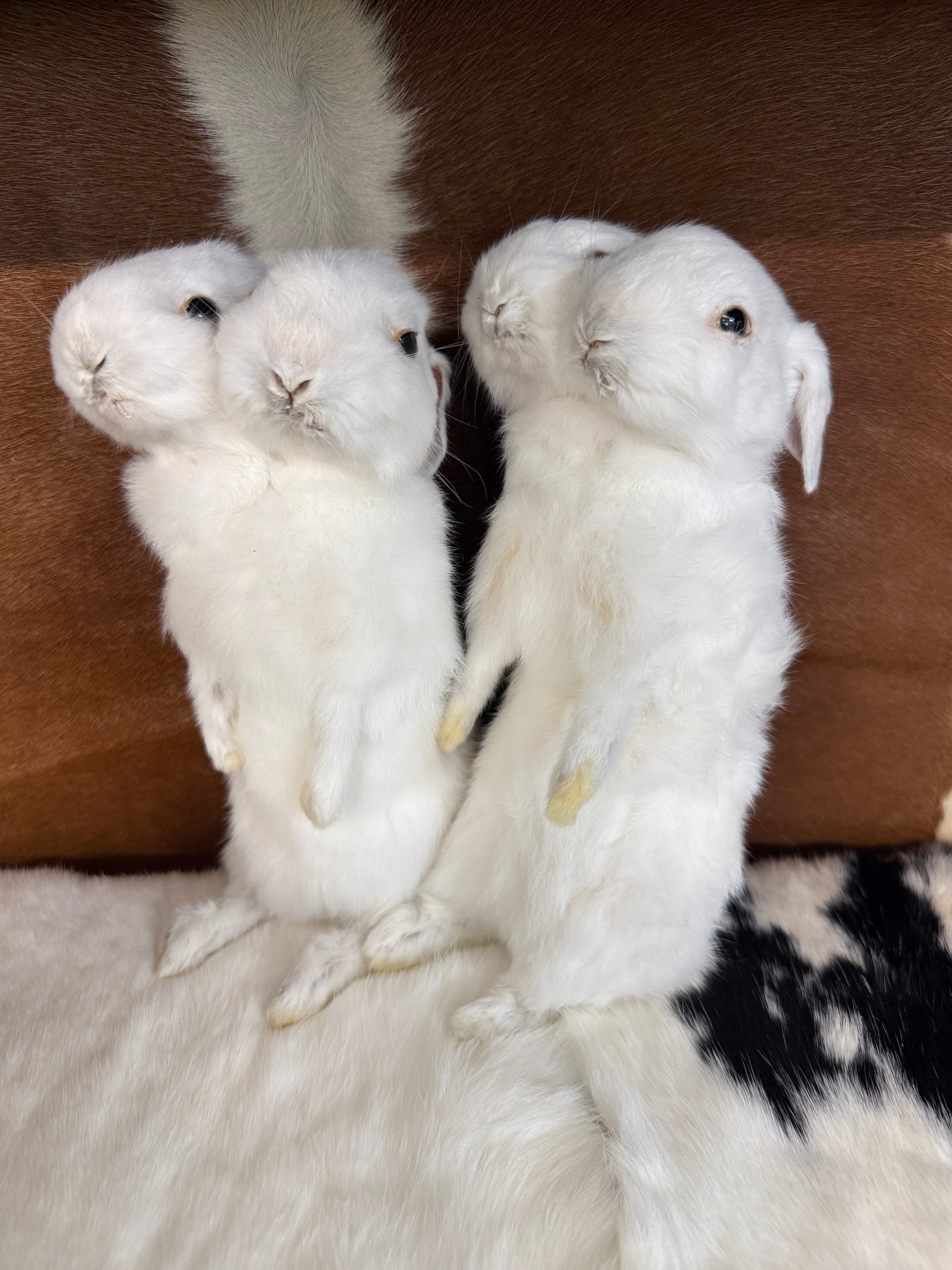 Double Headed Bunny Mount - Pumpkin Cat Collectables