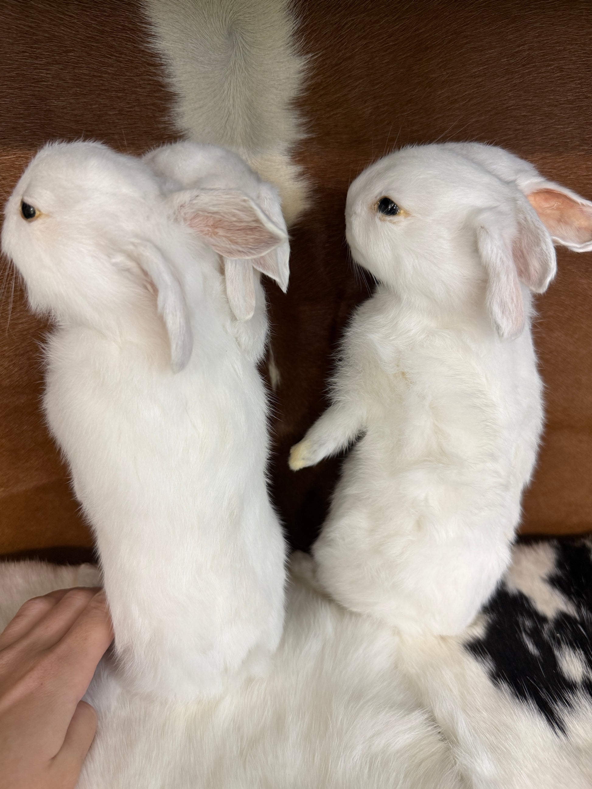 Double Headed Bunny Mount - Pumpkin Cat Collectables