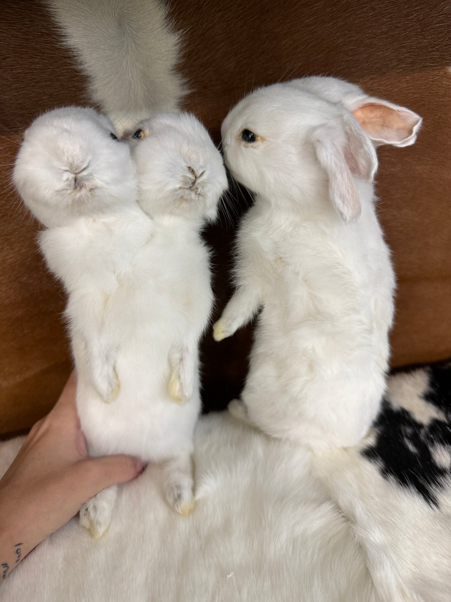 Double Headed Bunny Mount - Pumpkin Cat Collectables