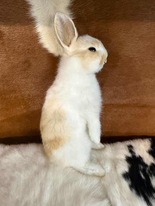 Taxidermy Bunny Mount 'Sophie' - Pumpkin Cat Collectables