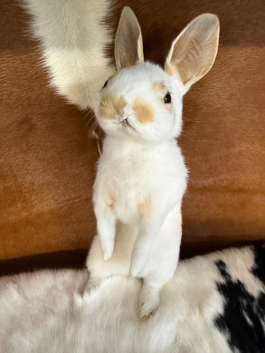 Taxidermy Bunny Mount 'Caroline' - Pumpkin Cat Collectables