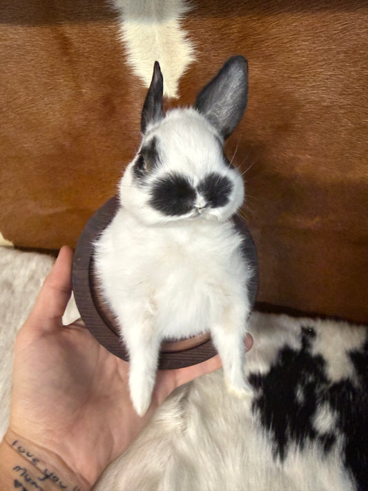 Bunny Bust Wall Mount 'Scruffy' - Pumpkin Cat Collectables