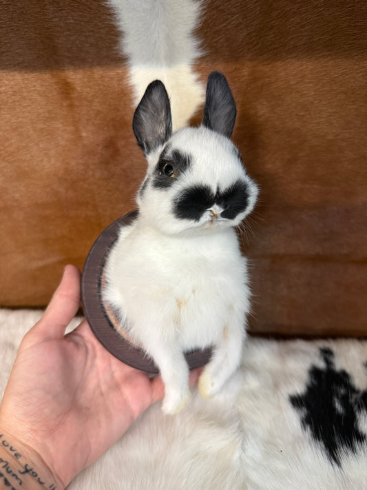 Bunny Bust Wall Mount 'Hermes' - Pumpkin Cat Collectables