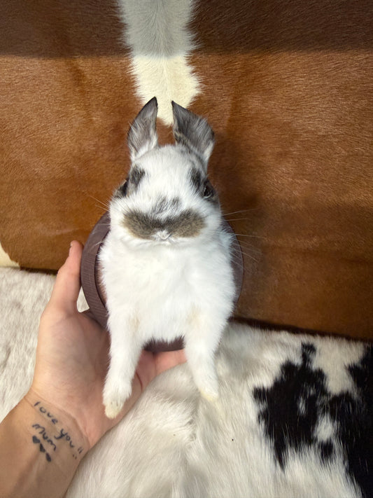 Bunny Bust Wall Mount 'Kif' - Pumpkin Cat Collectables