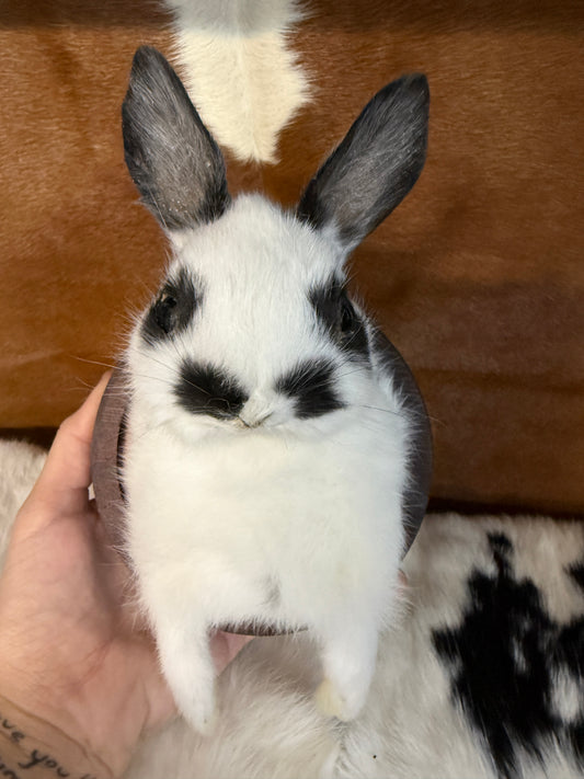 Bunny Bust Wall Mount 'Zapp' - Pumpkin Cat Collectables