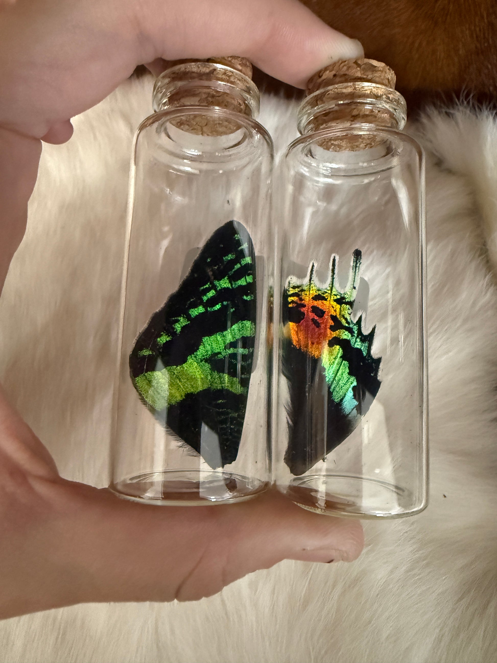 Urania Moth Wing Oddity Jar - Pumpkin Cat Collectables