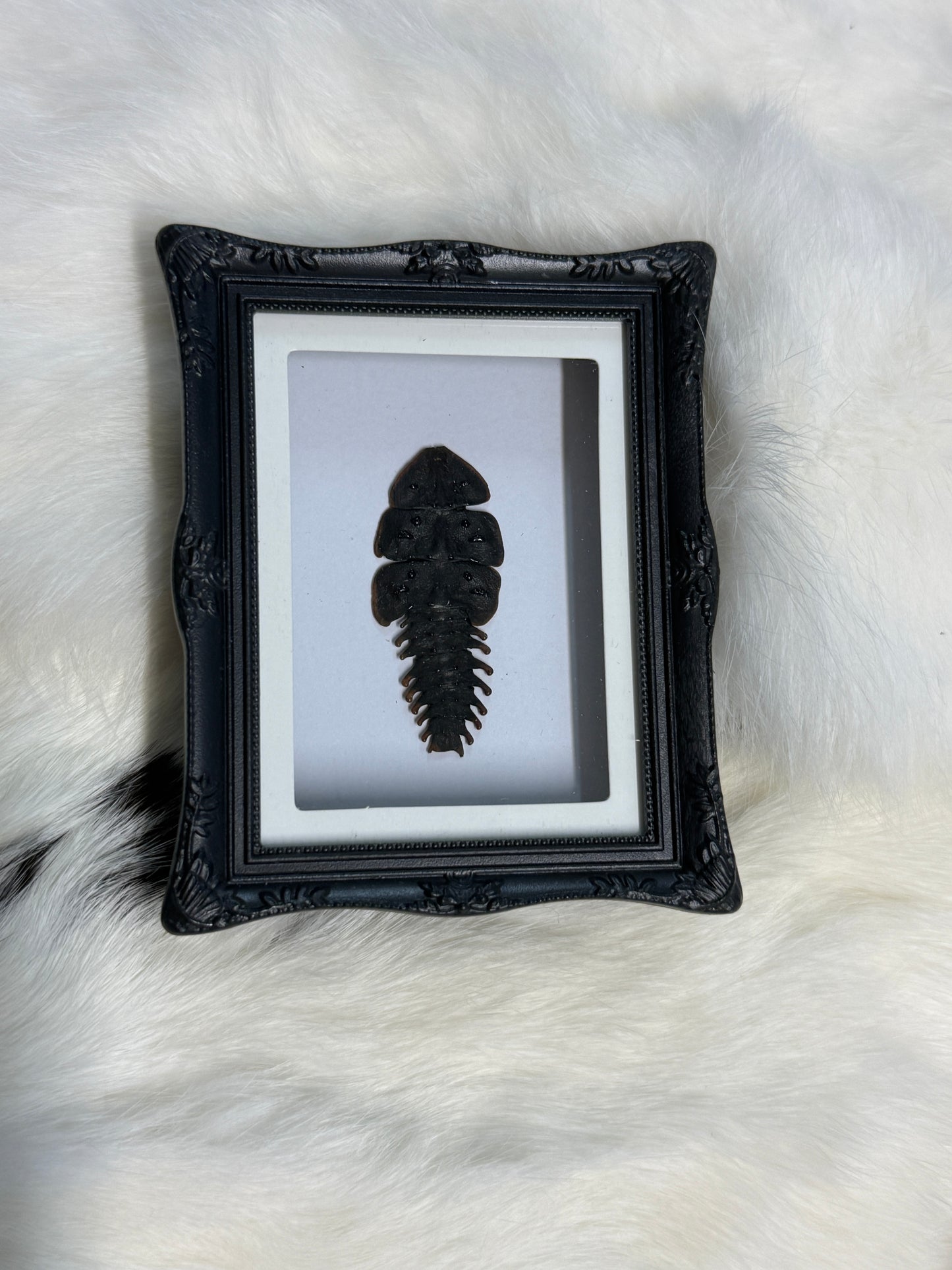 Bug Fridge Magnet Mini Frame - Pumpkin Cat Collectables