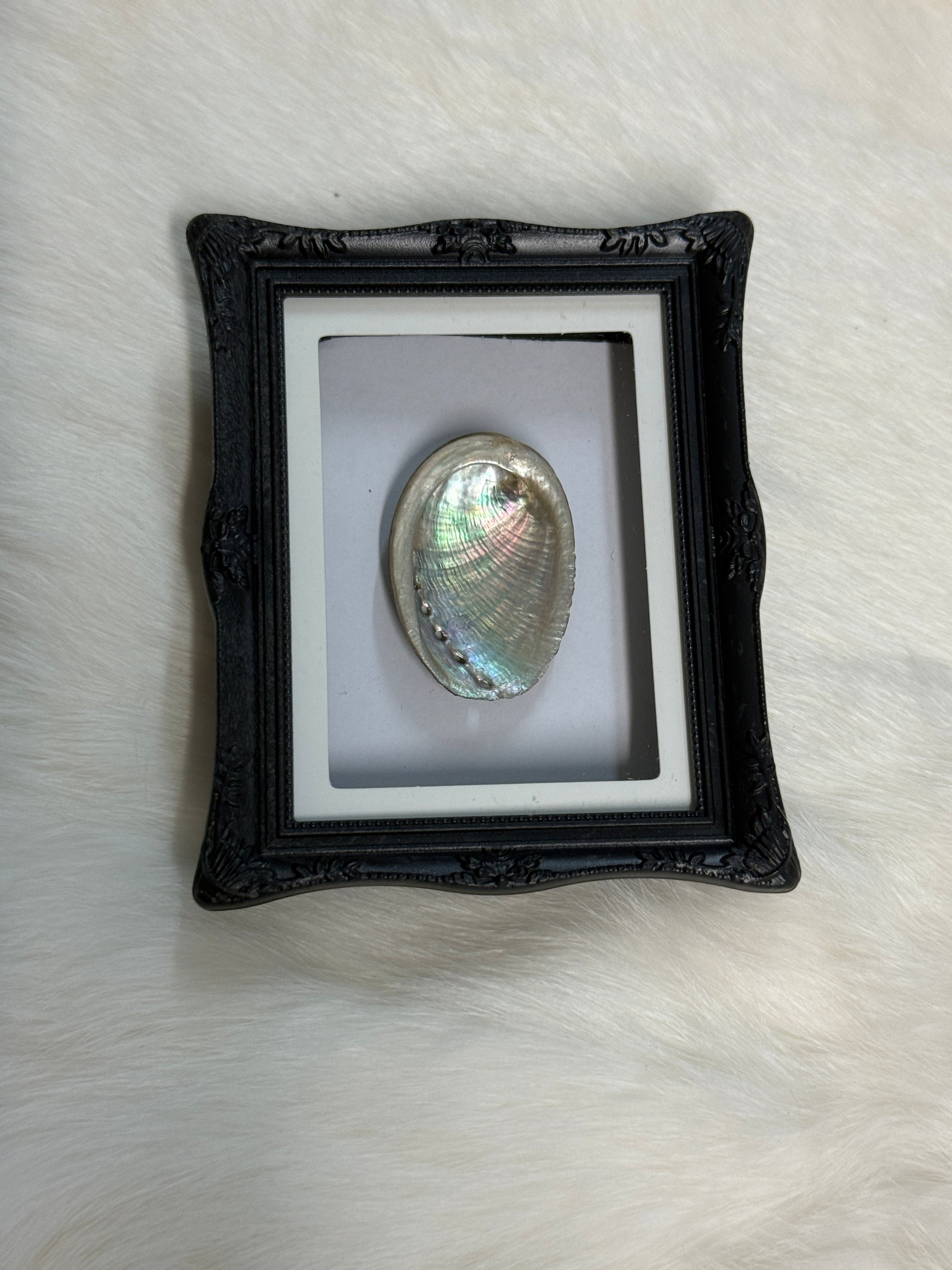 Bug Fridge Magnet Mini Frame - Pumpkin Cat Collectables