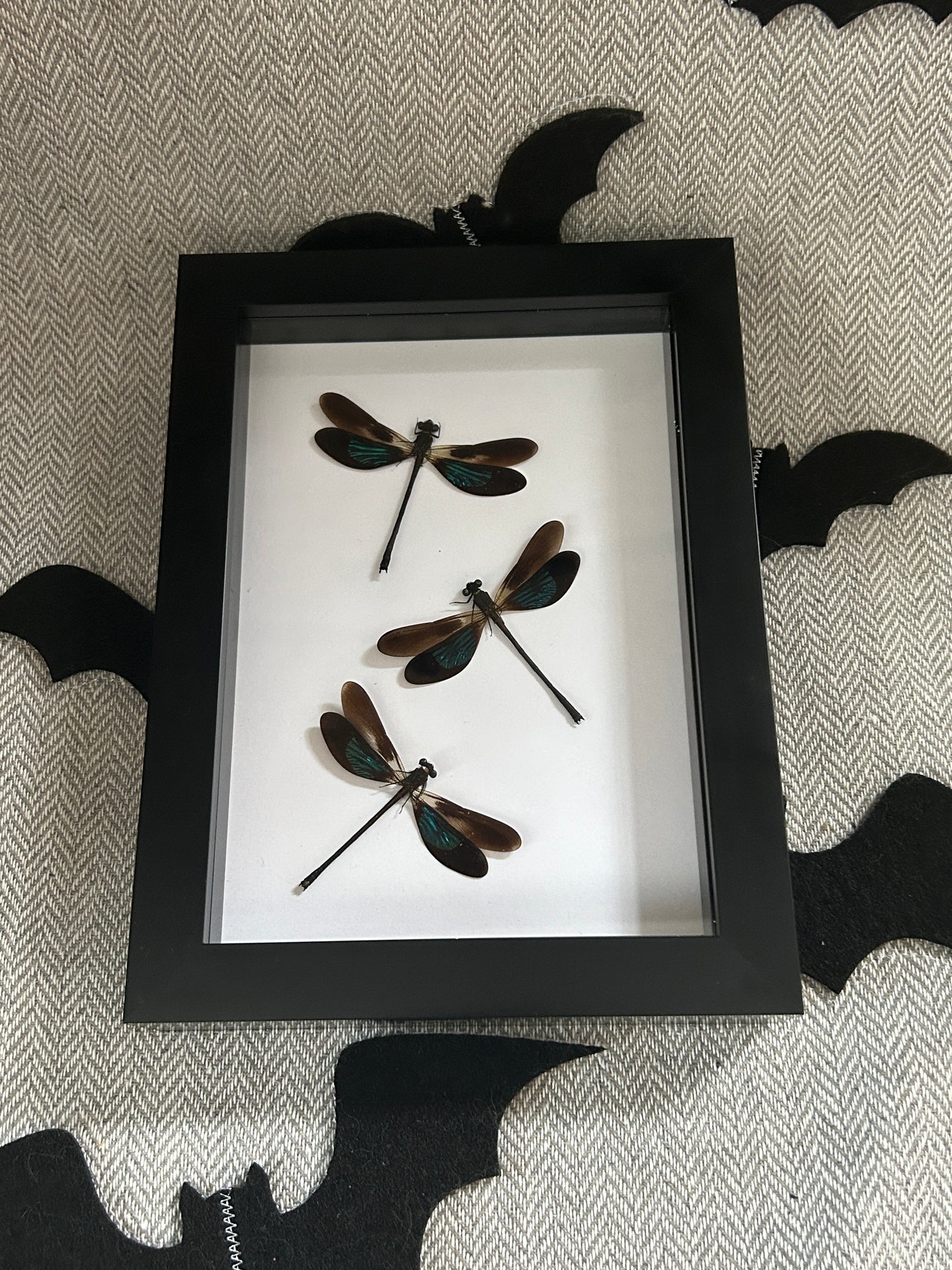 Euphaea variegata Damselfly Trio Frame