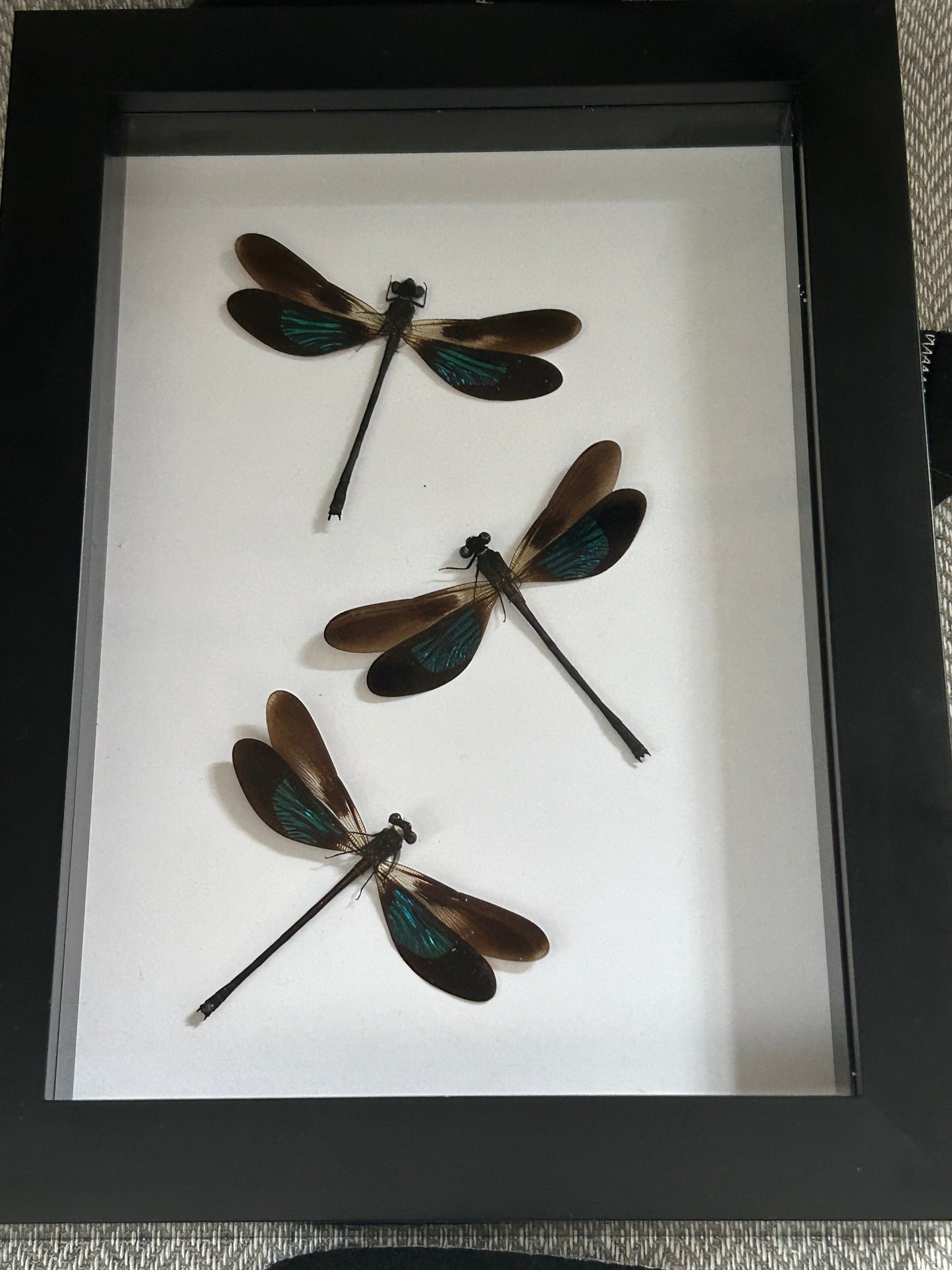 Euphaea variegata Damselfly Trio Frame