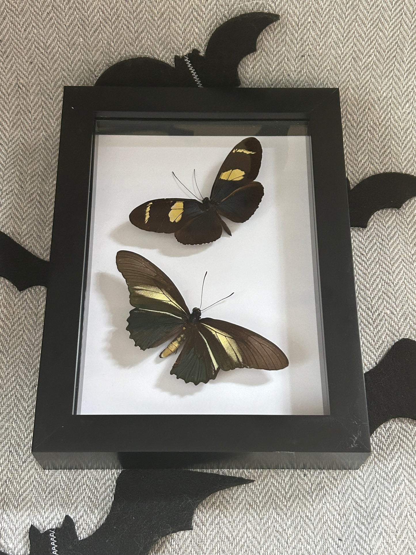 Blue Butterfly Duo Frame