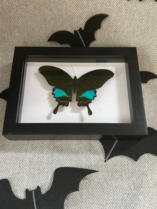 Papilio karna Butterfly in a frame