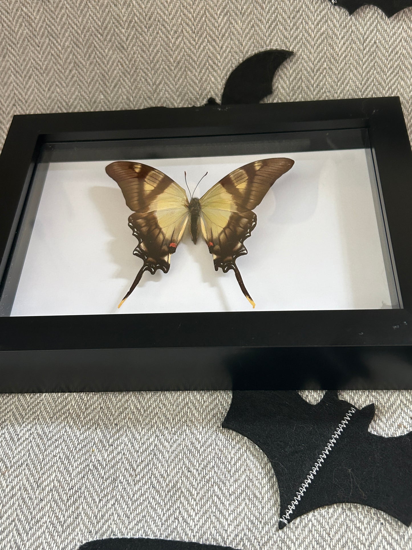 Eurytides servile Butterfly Frame