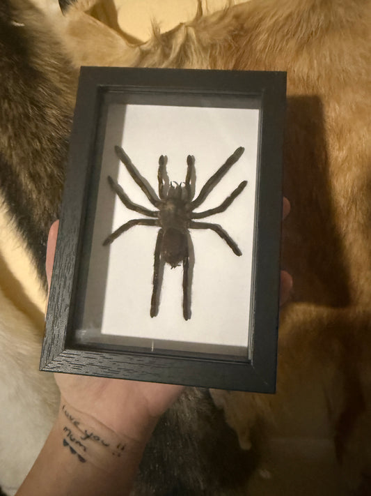 Selenocosmia dolichoplectra Tarantula in a frame