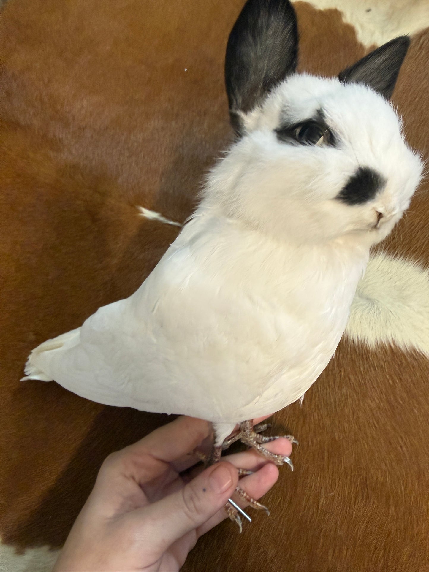 Taxidermy Bunny Bird 'Nyx'
