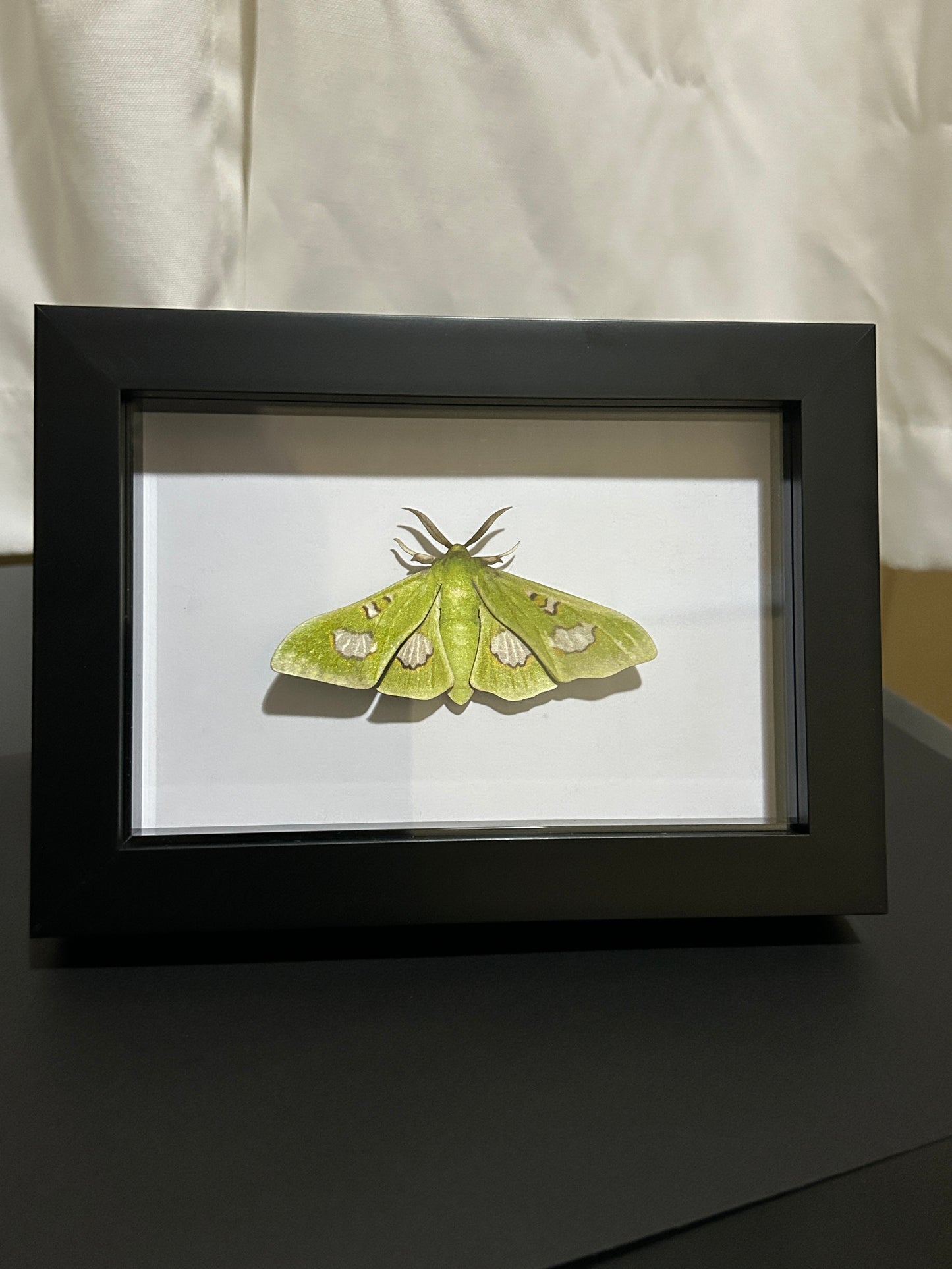 Replica Moonlight Queen (Siga liris) Moth Frame