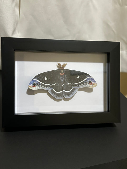 Replica Eupackardia calleta Moth Frame