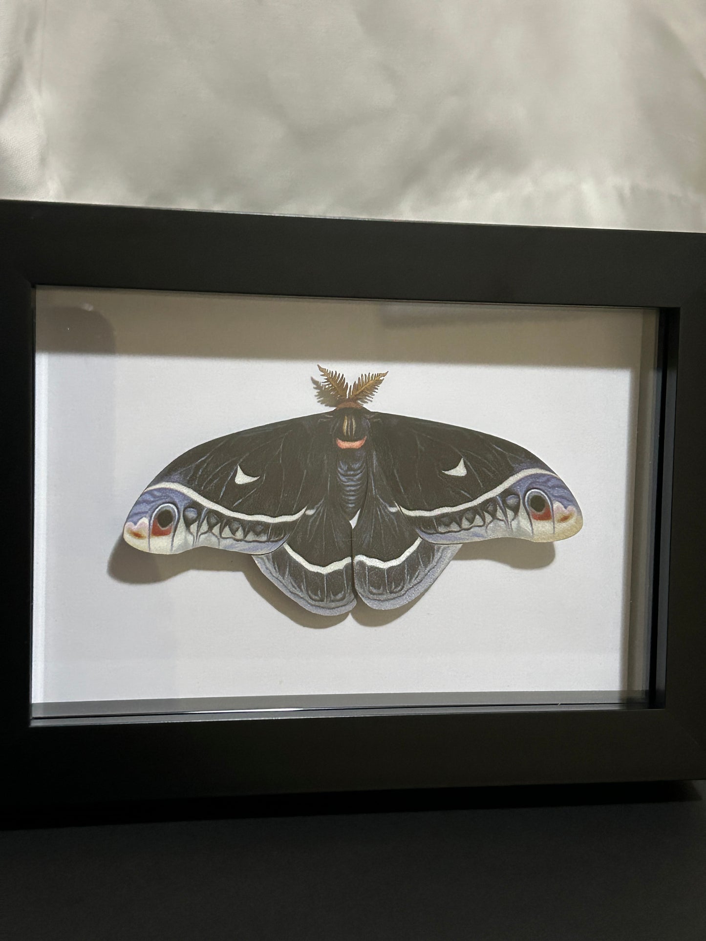 Replica Eupackardia calleta Moth Frame