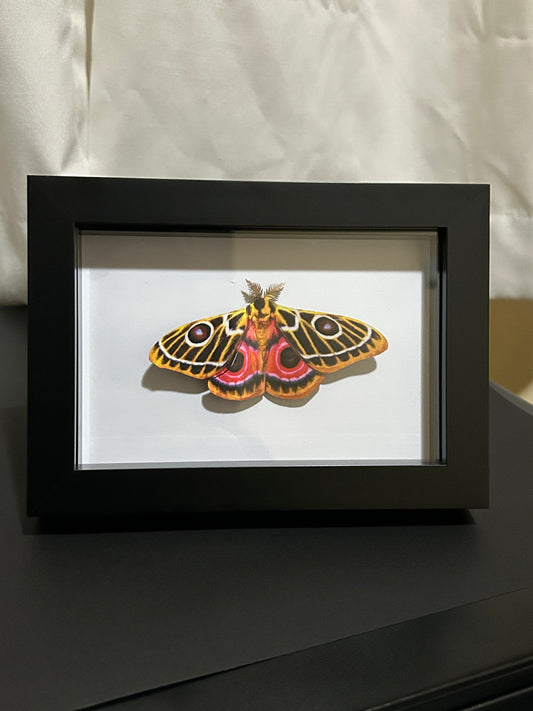Replica Zaddachs Emperor Moth (Bunaeopsis zaddachi) Frame