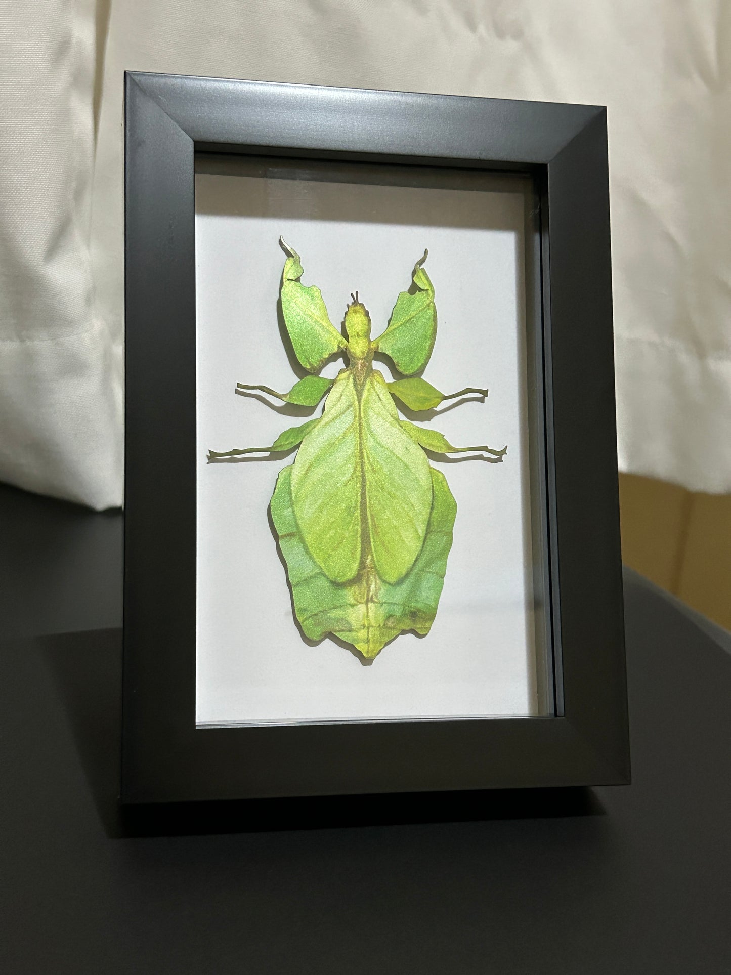 Replica Leaf Insect (Phyllium giganteum) Frame