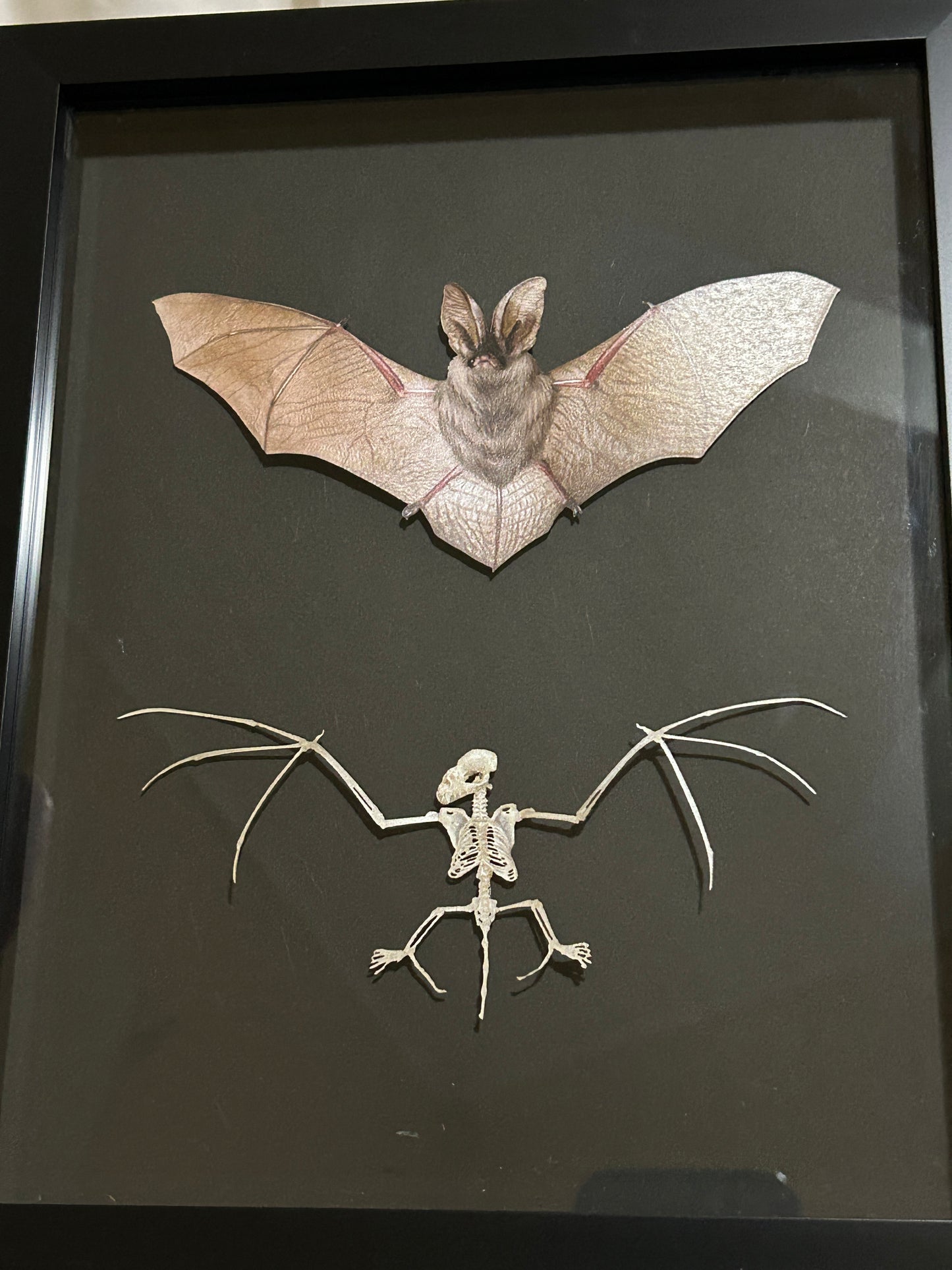 Replica Brown Long-Eared Bat & Skeleton Frame