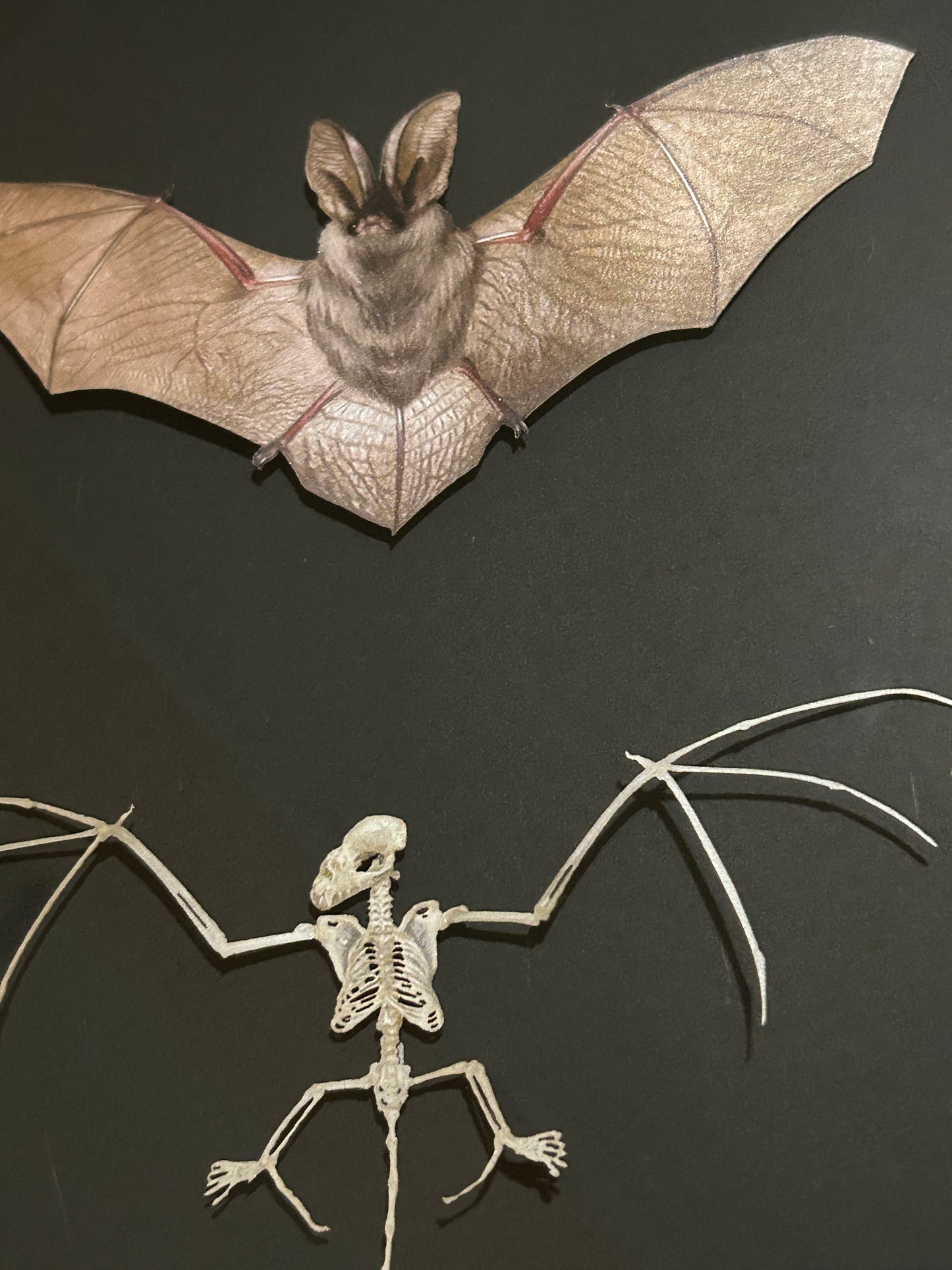 Replica Brown Long-Eared Bat & Skeleton Frame