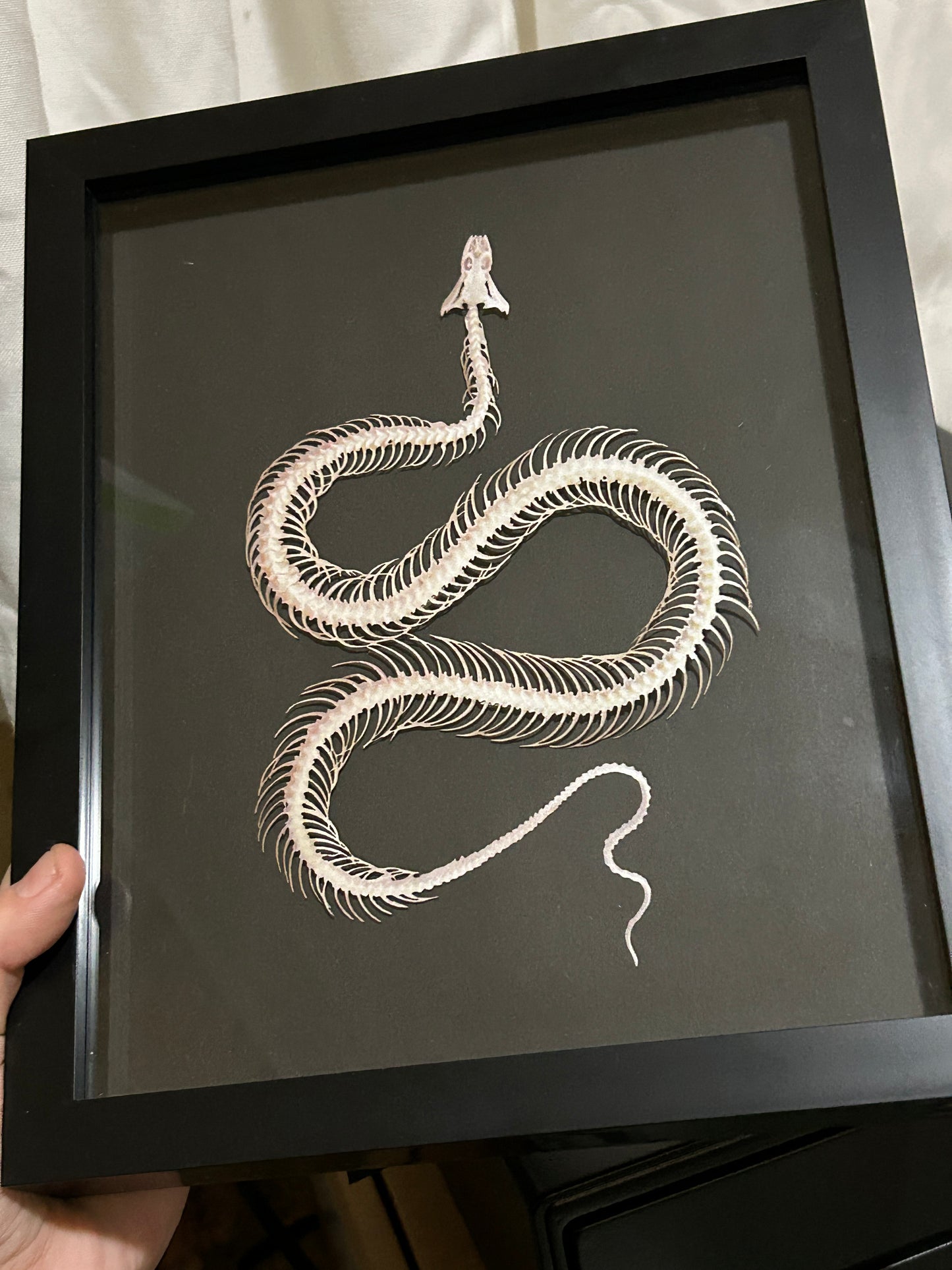 Replica Snake Skeleton Frame