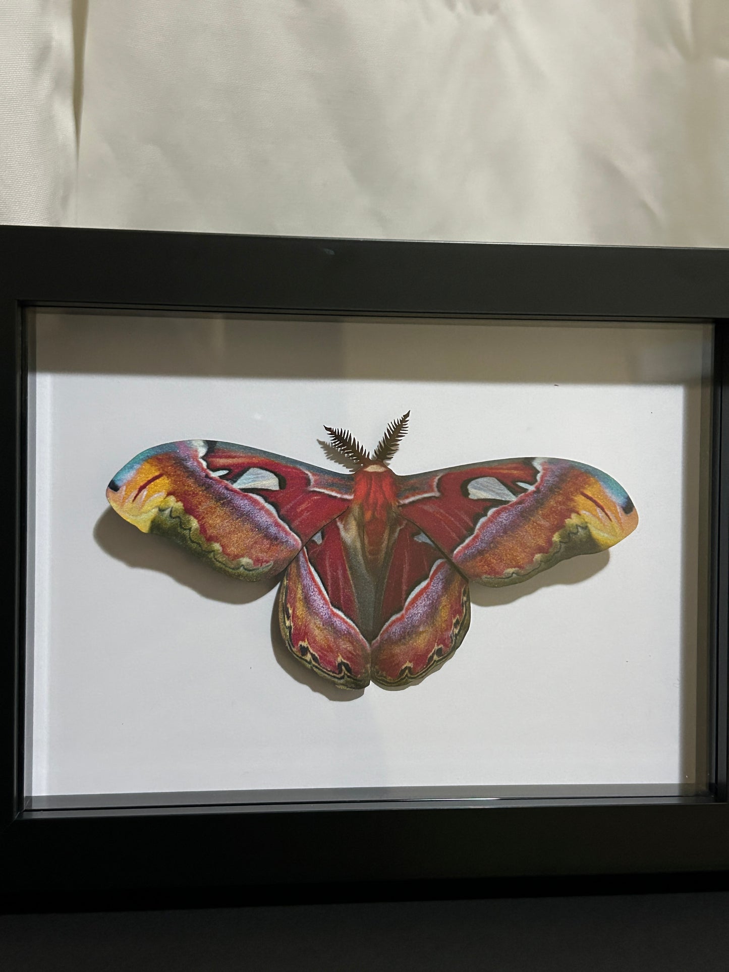 Replica Mini Atlas Moth (Attacus atlas) Frame
