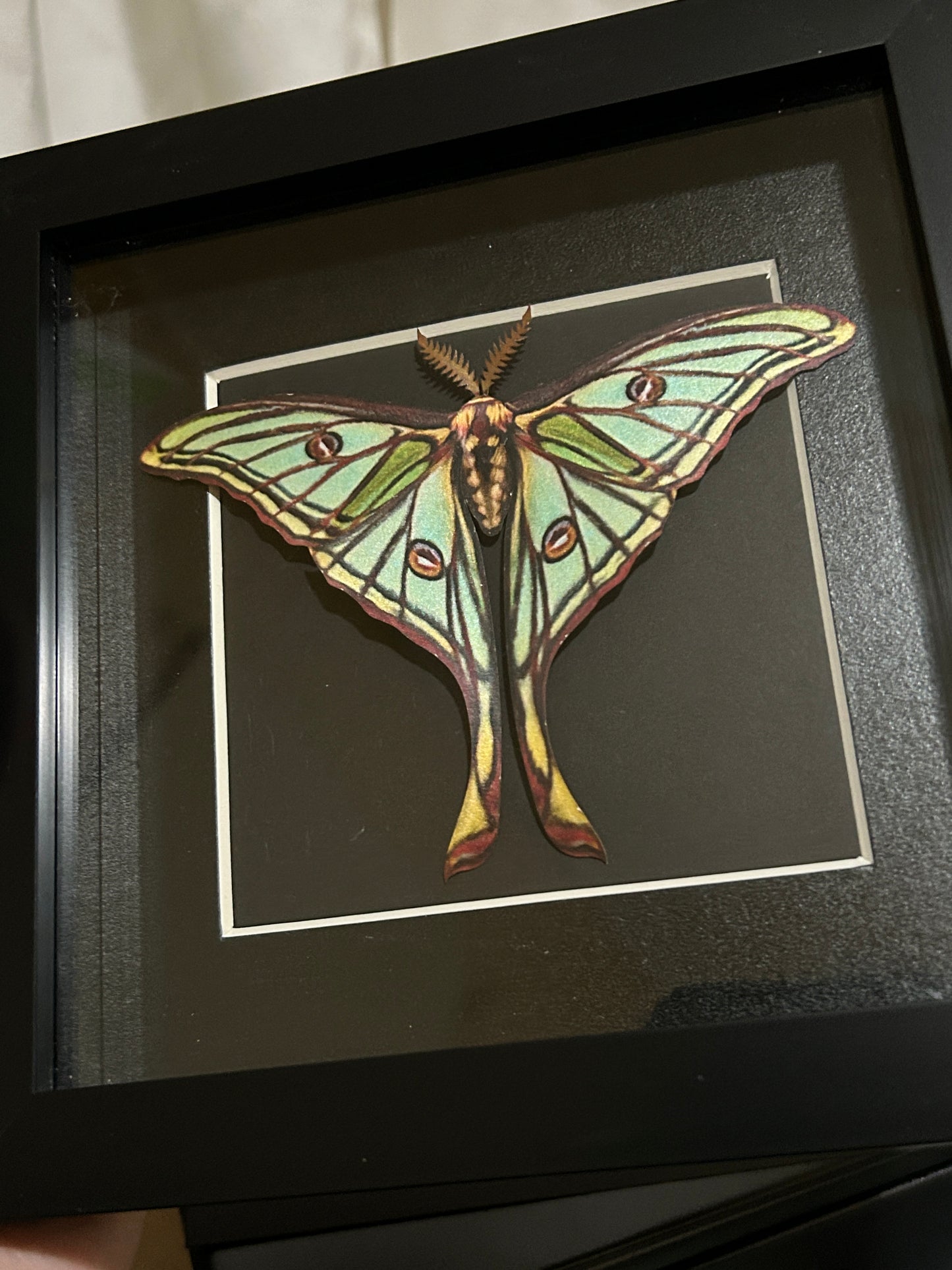 Replica Spanish Moon Moth (Graellsia Isabellae) Frame