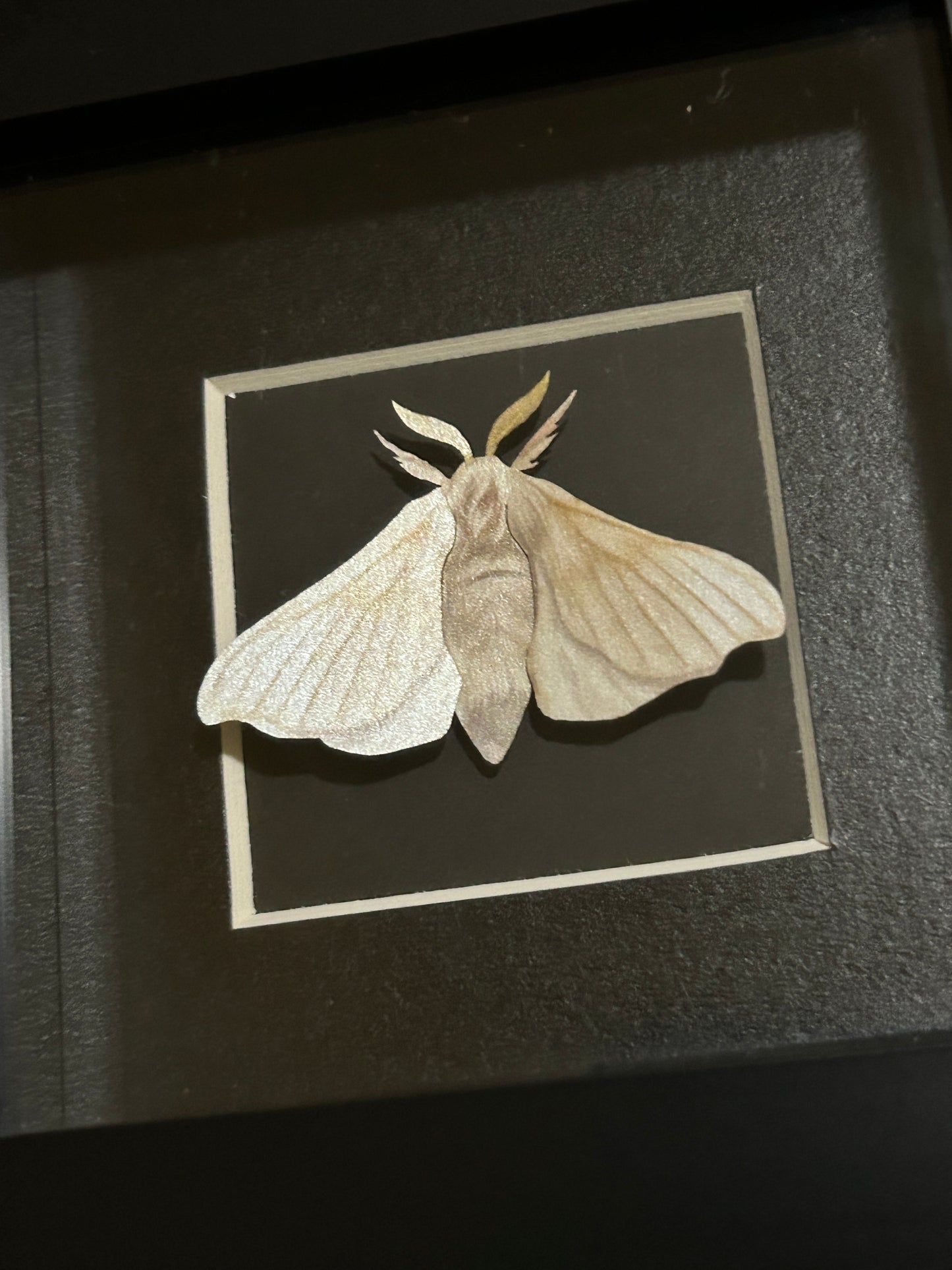 Replica Silk Moth Frame (B)