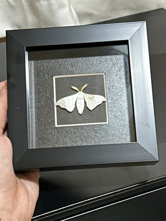 Replica Silk Moth Frame (A)