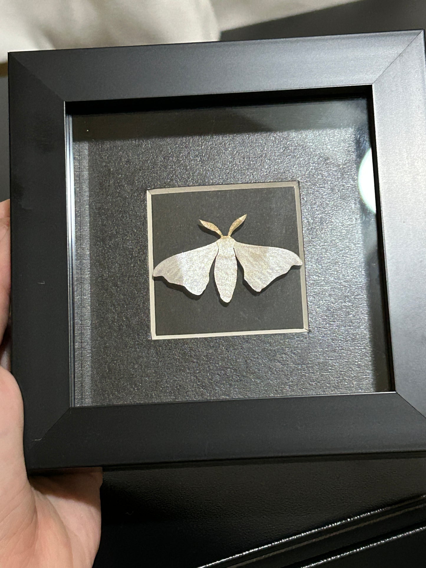 Replica Silk Moth Frame (A)
