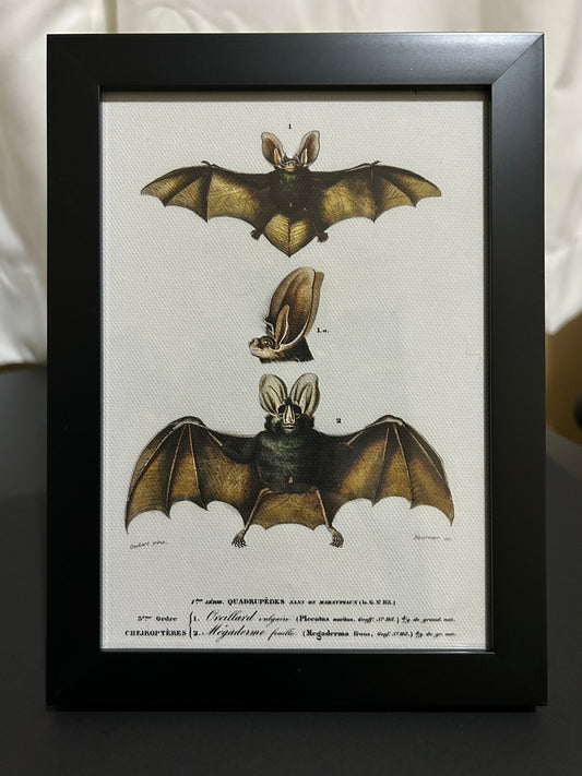 Triple Bat Framed Print