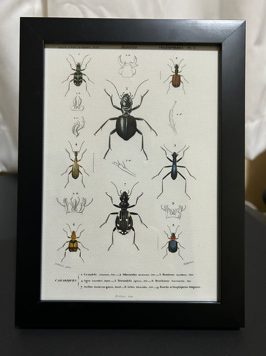 Beetle Framed Print