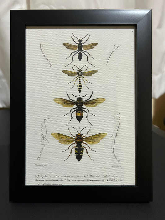 Wasps Framed Print