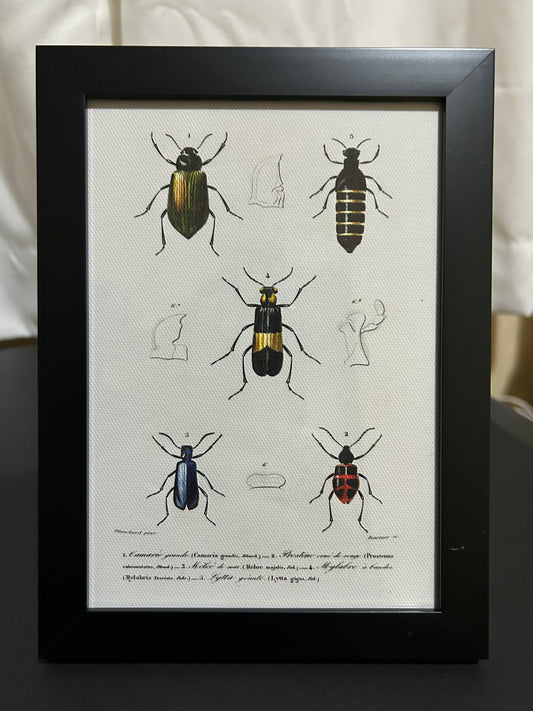 Colourful Beetles Framed Print