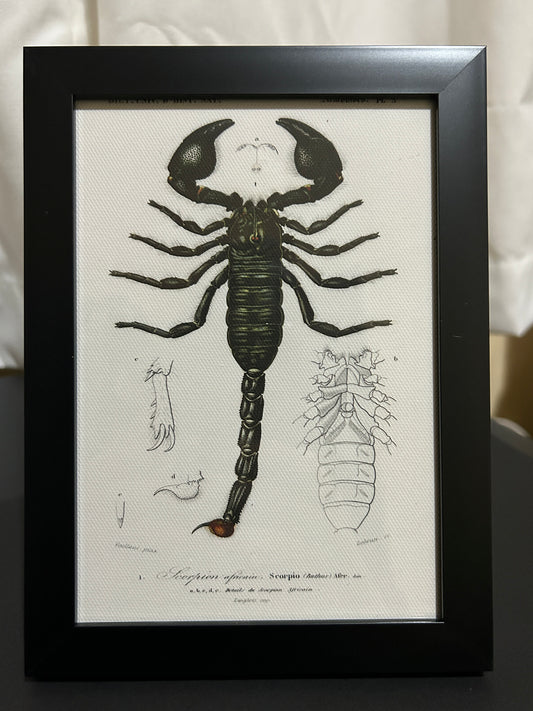 Scorpion Framed Print