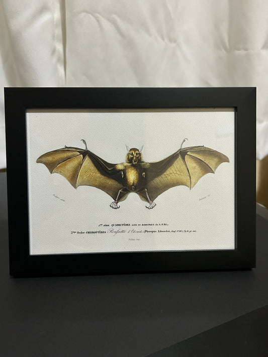 Bat Framed Print