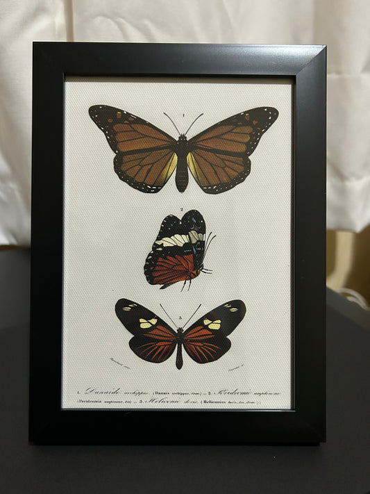 Red & Orange Butterflies Framed Print