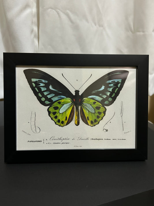 Ornithoptera Butterfly Framed Print